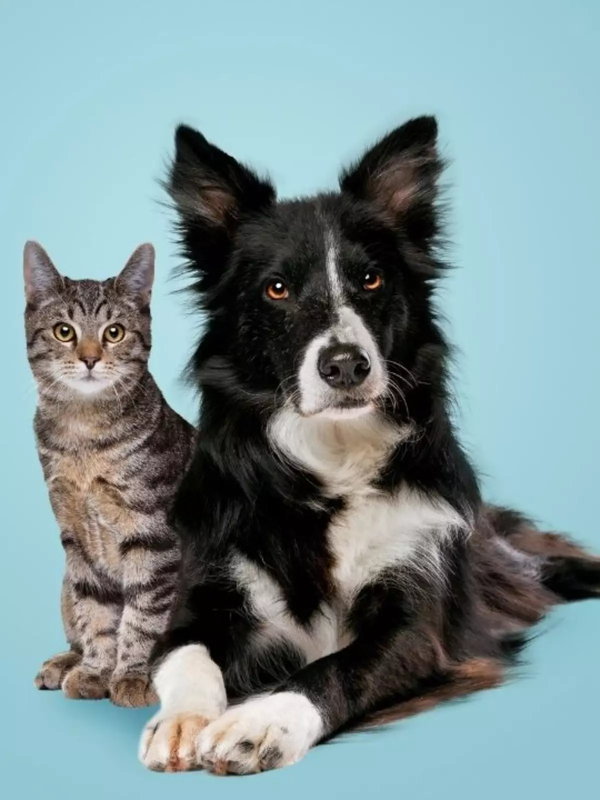 Cachorro e gato lado a lado